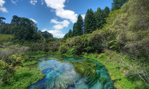 Blue Spring (Te Waihou Walkway). Leslie Road entrance