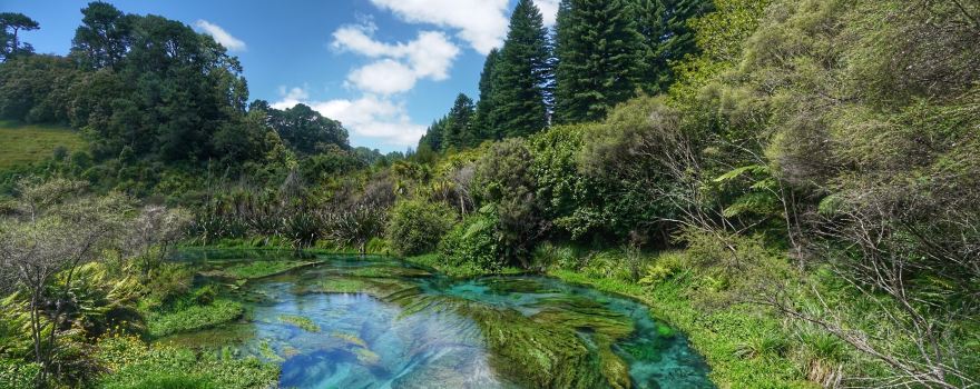 Blue Spring (Te Waihou Walkway). Leslie Road entrance