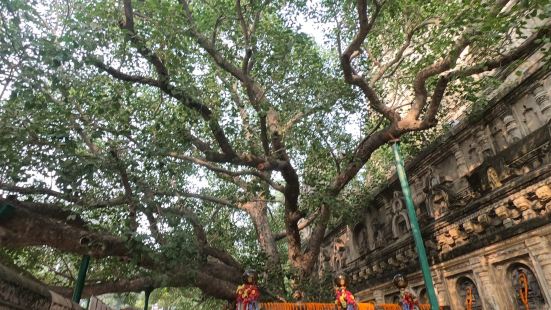 这棵菩提树所在的地方，号称是释迦牟尼悟道之处。树当然不是原来