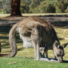 Anglesea Golf Club Bistro User Photo