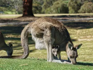 Anglesea Golf Club Bistro