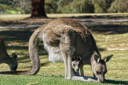 Anglesea Golf Club Bistro