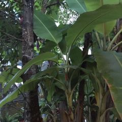 瑞丽勐卯宴 User Photo
