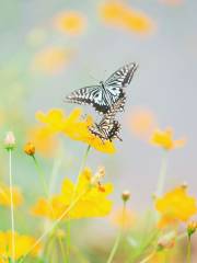 木蘭ティンカーベル蝶の谷
