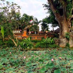Cafe Lotus Ubud User Photo