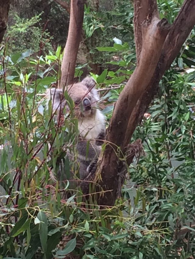 巴拉瑞特野生動物園