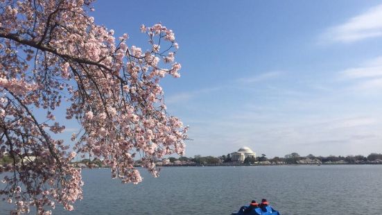 除了热门的日本、韩国外，美国的华盛顿特区也是著名的赏樱景点。