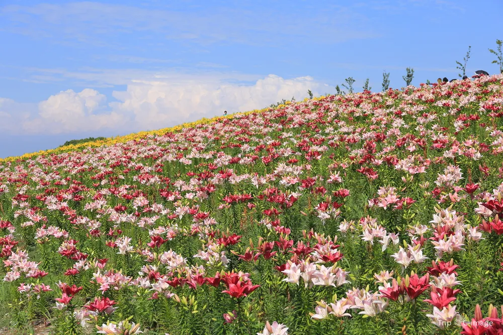 5_大阪舞洲百合園