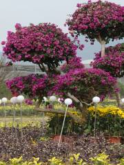 Guangken (Maoming) National Tropical Agriculture Park