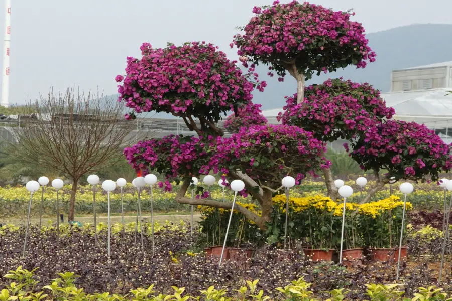 Guangken (Maoming) National Tropical Agriculture Park