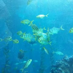 Aqua - Aquarium Restaurant User Photo