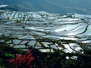 Samaba Rice Terrace Fields