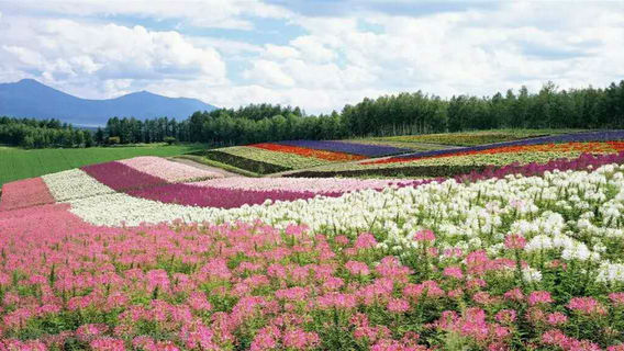 Tianzishan Sceneic Area