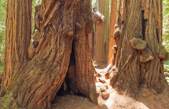 金門大橋+繆爾森林國家紀念地+惡魔島+Hawk Hill一日遊