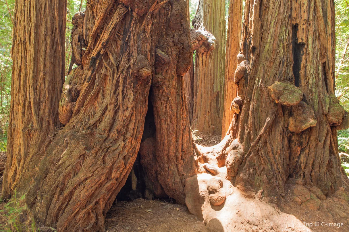 5_Muir Woods National Monument