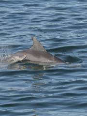 Port Stephens Dolphin Watching