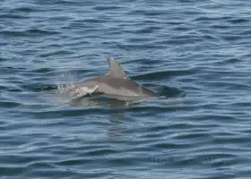 Port Stephens Dolphin Watching