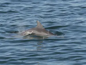 Port Stephens Dolphin Watching