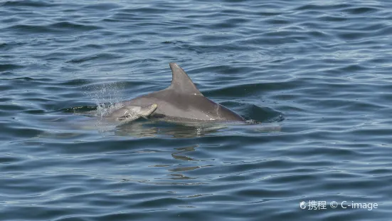 Port Stephens Dolphin Watching