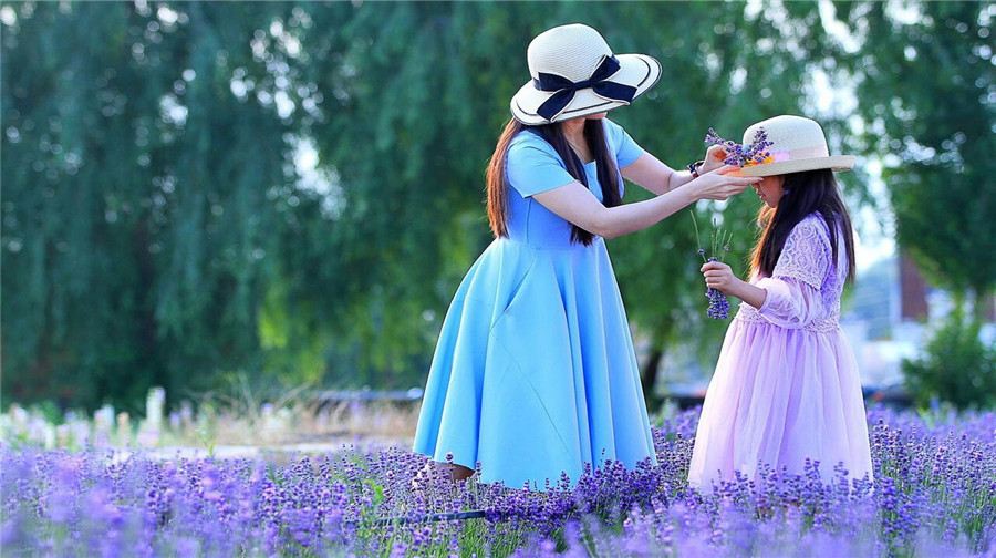 Yellow River Girl Lavender Garden