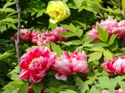 Luoyang International Peony Garden
