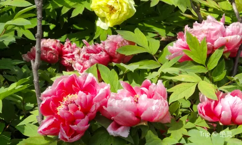 Luoyang International Peony Garden