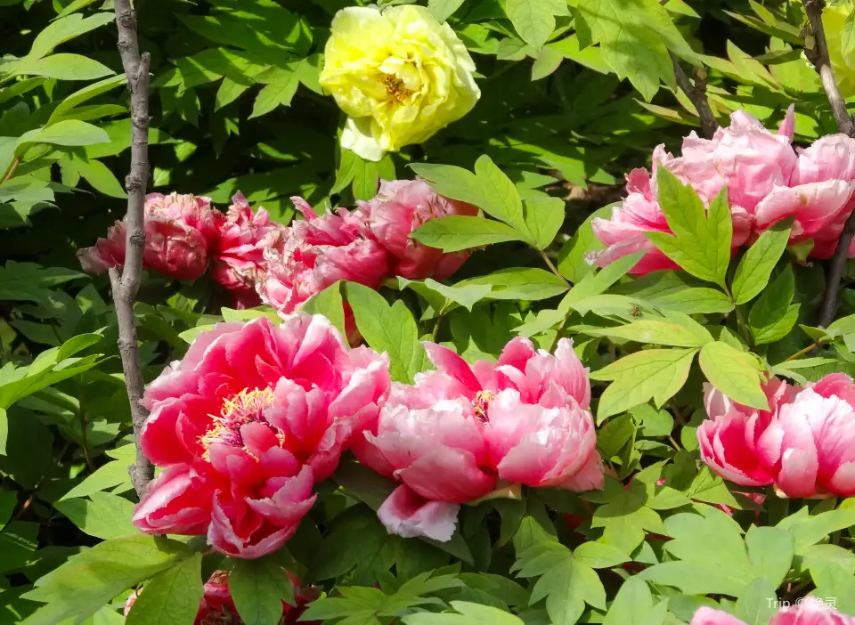 1_Luoyang International Peony Garden
