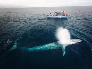 加州觀鯨船