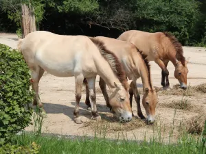 Zoo di Praga