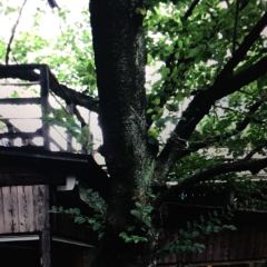 Inshoutei User Photo