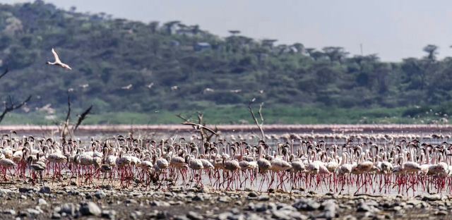 Lake Bogoria