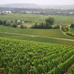 Schlossschaenke auf dem Johannisberg User Photo