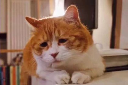 McDonald's (henanxinxiangpingyuanlu)