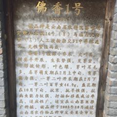 大益茶庭張用戶圖片