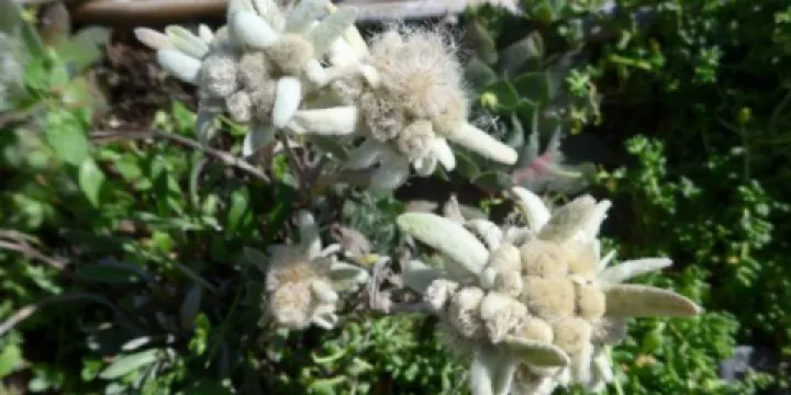 Bergrestaurant Tschentenalp