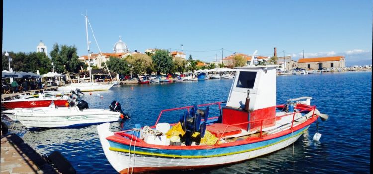 Taverna efkaliptos