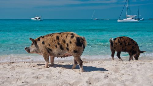 Pig Beach