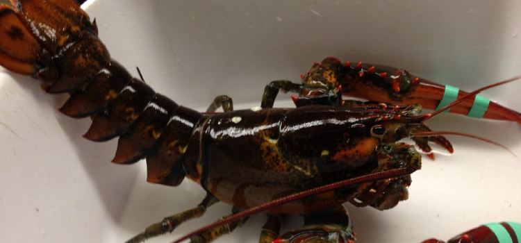 Thurston's Lobster Pound