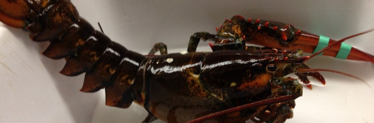 Thurston's Lobster Pound