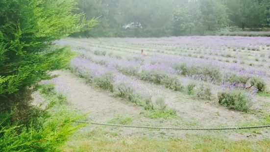 Sprigs Cafe at Jersey Lavender