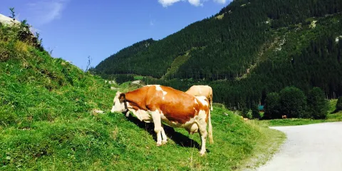 Jausenstation Schwarzachtal