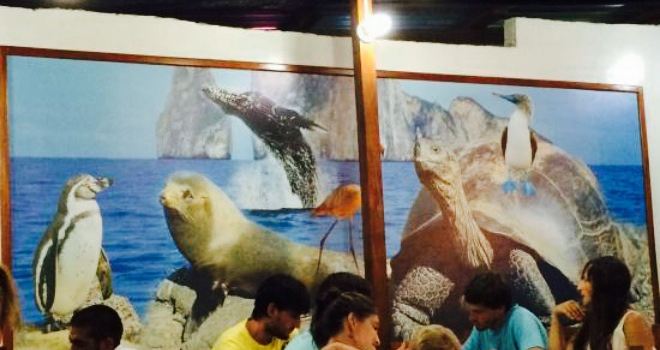 Los Delfines