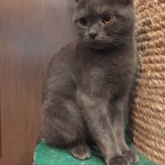 Cat 'n' A Cup Cat Cafe張用戶圖片