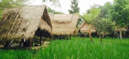 Sapu Lidi Makan Di Sawah