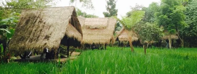 Sapu Lidi Makan Di Sawah