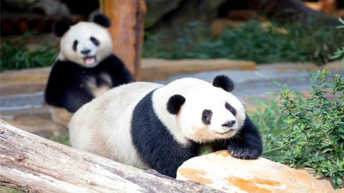 江蘇淹城野生動物世界