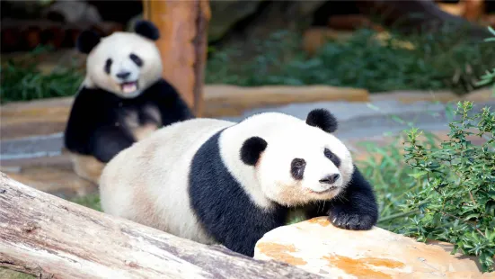 江蘇淹城野生動物世界