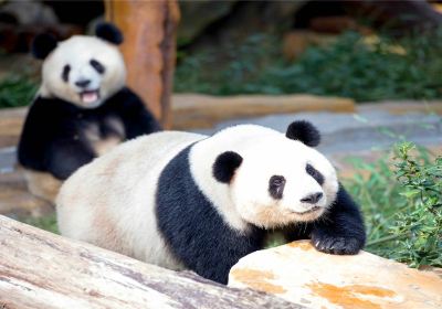 江蘇淹城野生動物世界