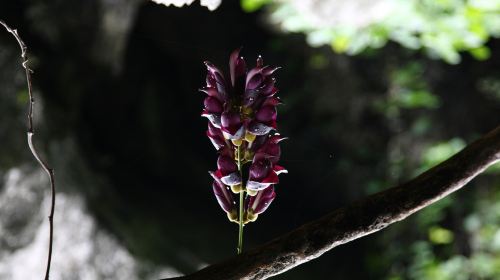 Guaishi Forest