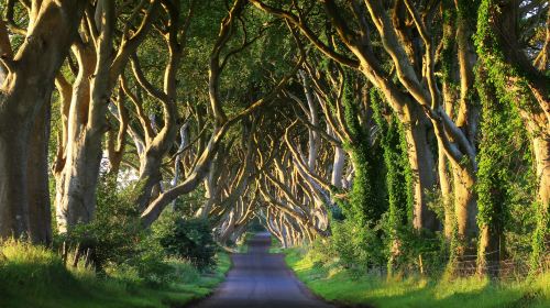 The Dark Hedges